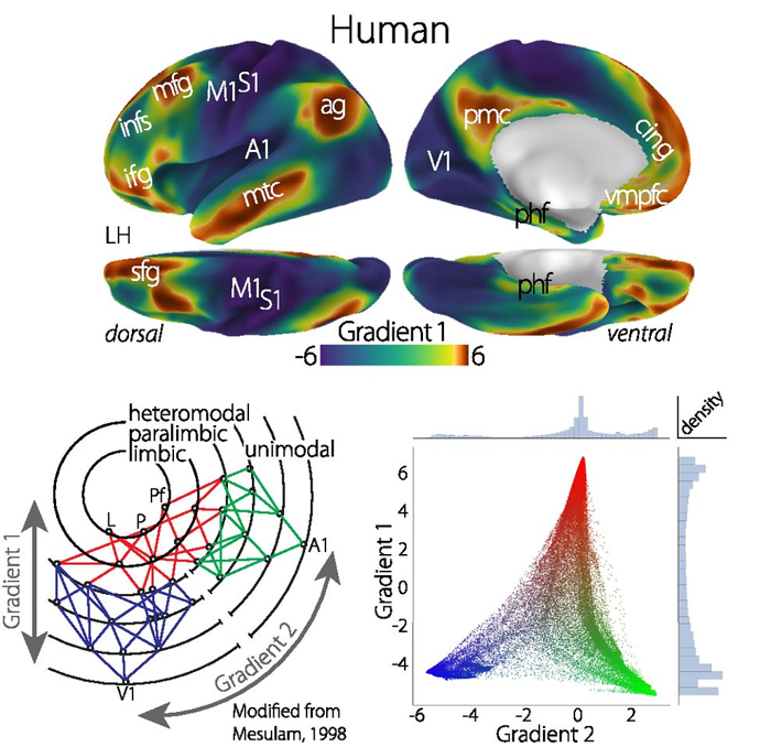 Human level. Latent Space. Стелларатор схема. Космическая репрезентация. CVAE latent representation.